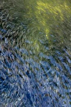 Spawning Eulachon, Alaska Stock Photos