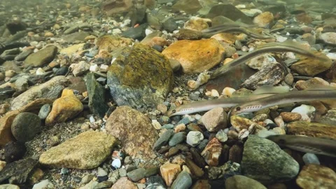 Spawning European brook lamprey Stock Footage 158308825