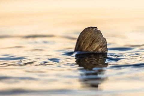 Spawning European carp Stock Photos