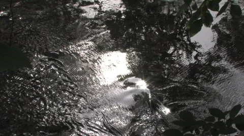 Spawning Fish in a River 스톡 동영상 736935