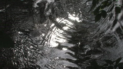 Spawning Fish in a River 스톡 동영상 736936