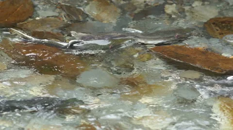 Spawning Fish Wild Salmon Swim Stream River Mating Swimming Vidéo 55219271