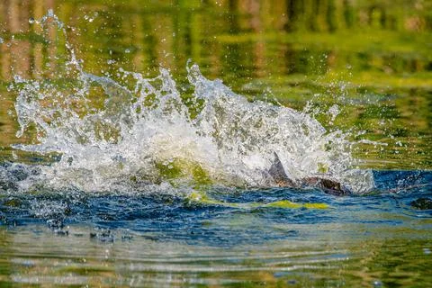 Spawning is a highly energetic and physically demanding event for carp Stock Photos