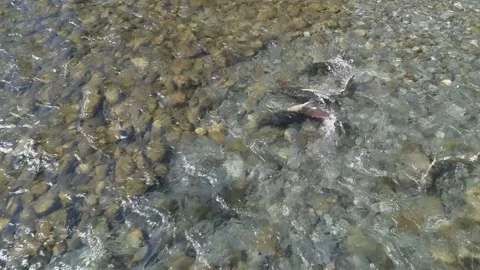 Spawning King Salmon in the Elwha River. Former Lake Aldwel Washington State. Stock Footage 165525396