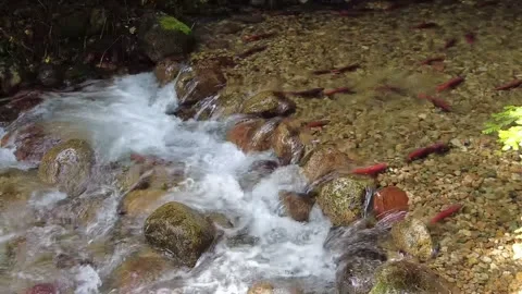 Spawning Kokanee Salmon Red Fish Clear Creek White Water Rocks Stock Footage 336920306