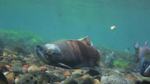 SPAWNING KOKANEE SALMON SWIM UPSTREAM – UNDERWATER Stock Footage 53339885