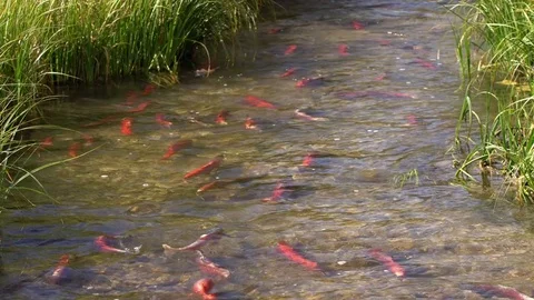 Spawning Kokanee Salmon swimming upstream Stock Footage