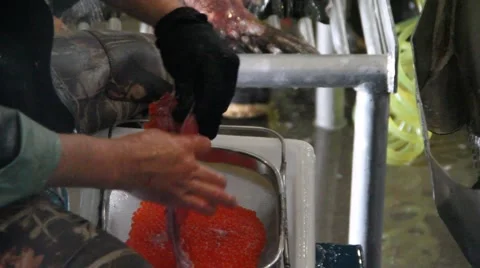 Spawning ,  Official salmon hatchery Stock Footage 920717