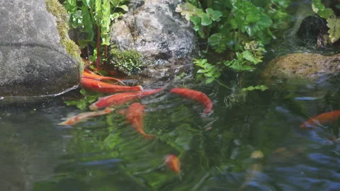 Spawning Pond fishes spawning at spring Stock Footage 217853911