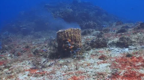 Spawning on the reef Vídeo Stock 7745638