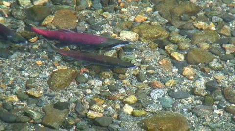 Spawning salmon (closeup) Stock Footage 559527
