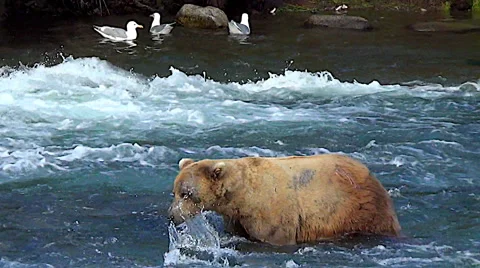 Spawning Salmon Fleeing from Bear Walking in River Stock Footage 51824620