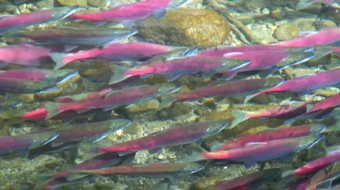 Spawning salmon Stock Footage 560204