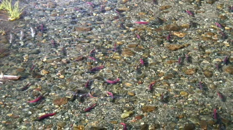 Spawning salmon Stock Footage 703528