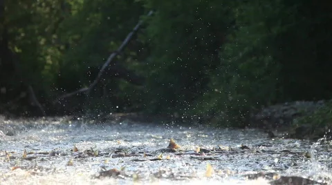 Spawning of a salmon. Stock-Footage 708281