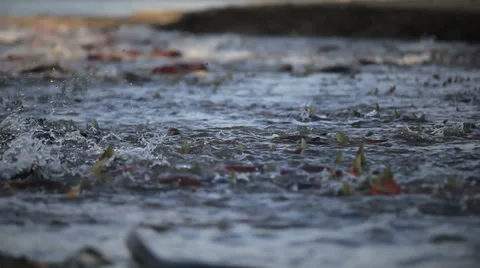 Spawning Salmon 動画素材 32720299