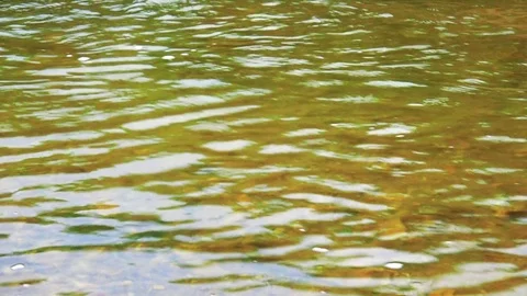 Spawning salmon Stock Footage 75398404