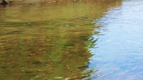 Spawning salmon Stock Footage 75398412
