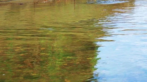 Spawning salmon Stock Footage 75398416