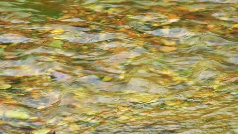 Spawning salmon Stock Footage 75398424