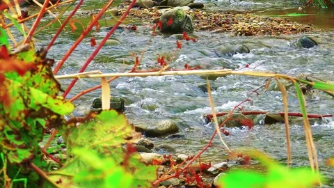 Spawning salmon Stock Footage 75398427