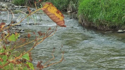 Spawning salmon Stock Footage 75398431