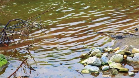 Spawning salmon Stock Footage 75398437