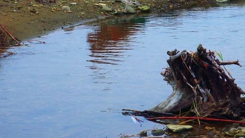 Spawning salmon Video stock 75398447