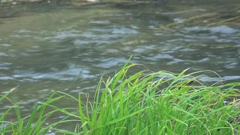 Spawning salmon Stock Footage 75398453