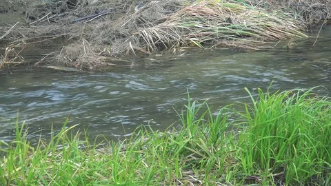Spawning salmon Stock Footage 75398466