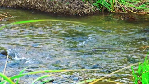Spawning salmon Stock Footage 75398470