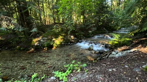 Spawning salmon head up the waterways Stock Footage 287863870