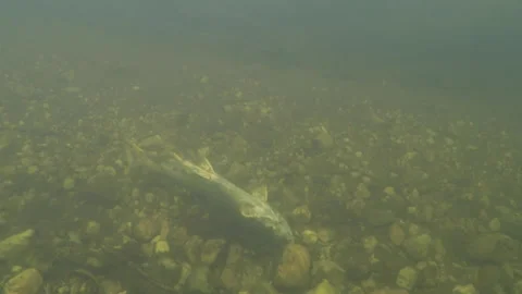 Spawning Salmon in the Lower Salmon River in Idaho Stock Footage 174916523