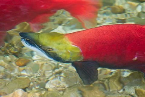 Spawning salmon Stock Photos