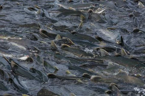 Spawning salmon Stock Photos