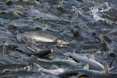 Spawning salmon Stock Photos