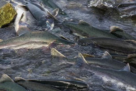 Spawning salmon Stock Photos