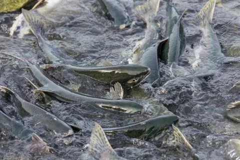 Spawning salmon Stock Photos