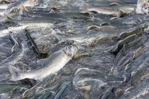 Spawning salmon Stock Photos