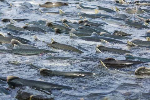 Spawning salmon Stock Photos