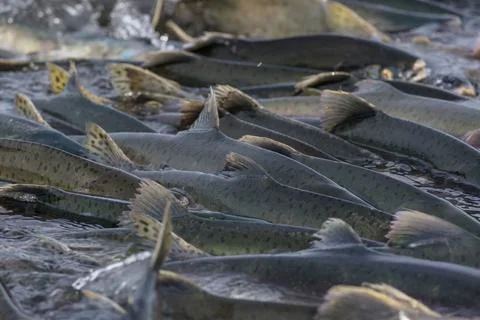 Spawning salmon Stock Photos