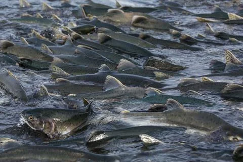 Spawning salmon Stock Photos