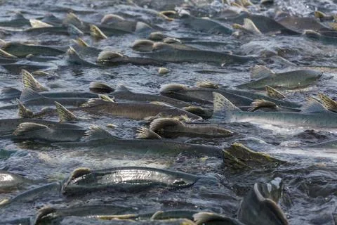 Spawning salmon Stock Photos