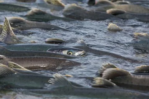 Spawning salmon Stock Photos