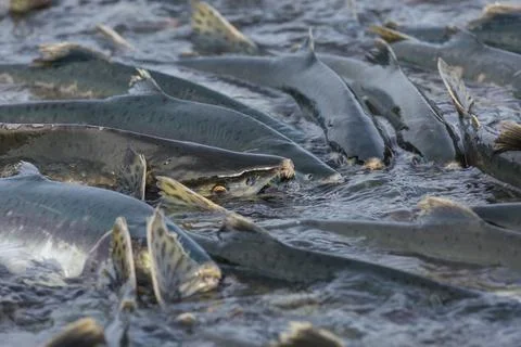Spawning salmon Stock Photos