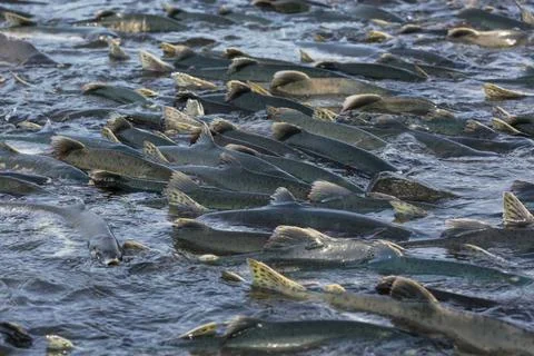 Spawning salmon Stock Photos