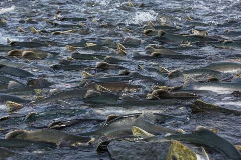 Spawning salmon Stock Photos