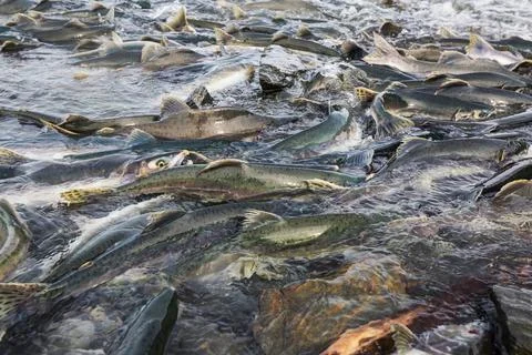 Spawning salmon Stock Photos