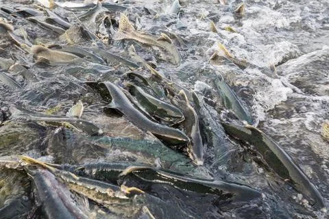 Spawning salmon Stock Photos