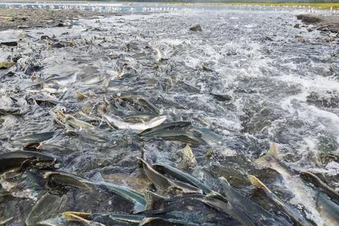 Spawning salmon Stock Photos